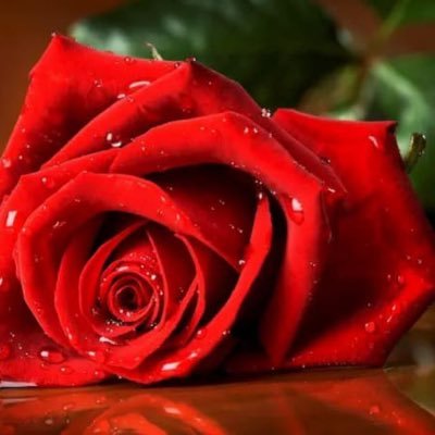 latifaelg's profile picture. 
