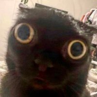 solci (@monkfyarctic) 's Twitter Profile