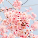 Rose Light - @RoseLig03919510 - Twitter