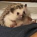 🦔 (@almondjoyplease) Twitter profile photo 🦔 (@almondjoyplease) Twitter profile photo