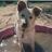 chefdog19's profile image