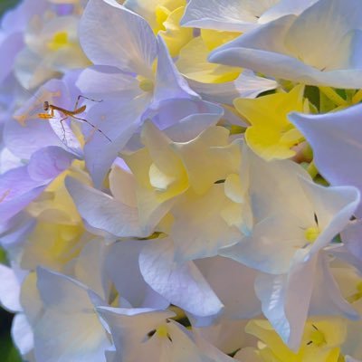 OwMgf's profile picture. 