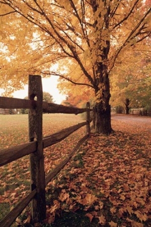 5refcom's profile picture. مدونة ورقة خريف