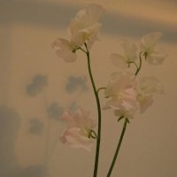 U (@sweet_pea_k) 's Twitter Profile