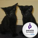 Just two of the sweetest cutest black cats that you could ever meet!