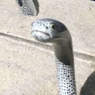 たてゅ