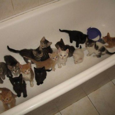 bathtub_cat Profile Picture