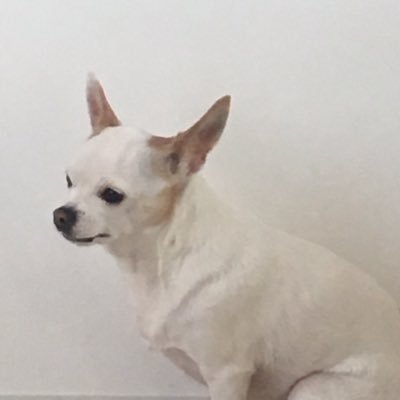Misstanden in ons dierenrijk. CHIHUAHUA. Tweets op naam van mijn baasje. Zorgverlener ad fundum. Ook voor dieren. Vegetarier. (hij, niet ik!)