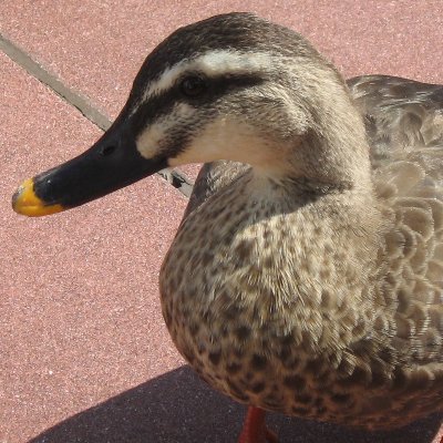 minna_Beaute's profile picture. 雑多垢からtwst中心垢へ変更。🏹👑最推し。🦈🐍❤️見守り隊。そして すき、はどんどんふえていく。推しがしあわせなら今日もハッピー⭐︎20⬆️🔰無言フォロー🙇‍♀️