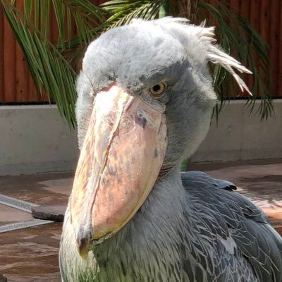 Xo2wzrA5's profile picture. パチンコエンジョイ勢。日直島田さんとヒラヤマンさん、すろぱちのじゃんじゃんさん、れんじろうさんの様に楽しくパチンコしたいと思ってます。 ピスタチオ田中さんも好き。ラーメンも好き。犬も好き。DB5が無い時の木曜日は嫌い