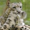 Calico_M100's profile picture. 生きるだけでたいへんだ