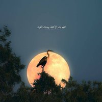 صفيه (@sshiady) Twitter profile photo
