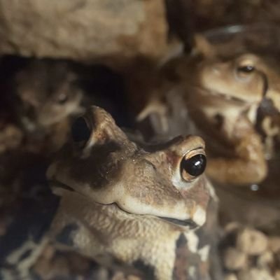 toadholic Profile Picture