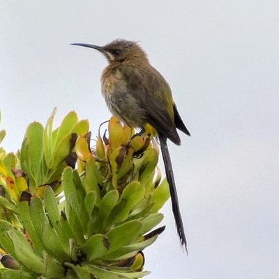 JoyR_1980's profile picture. 