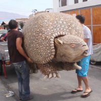 fuegopatagonia (@fuegopatagoni4) 's Twitter Profile
