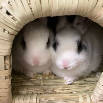 🐰はる(茶)♂6歳 /🐰ふく︎︎︎︎(眉毛)♀5歳/ 🐰しろ(白)♂5歳 主に同室のはる・ふくの動画 ハイライトには過去の『何でそうなった？ 』系や好きな動画を集めてあります！Reproducing all or any part of the contents is prohibited.動画の転載禁止です