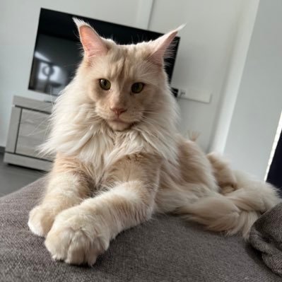 Ik ben Tippz, en zie mezelf als de leeuw 🦁 van de familie. Ik heb nog een kleine broer Maü. 🐾🖤 volg jij onze dagelijkse activiteiten? 😻😻😻🌈 Maü🌈