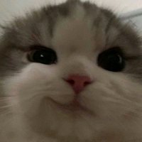 ; (@imdumb_shit) 's Twitter Profile
