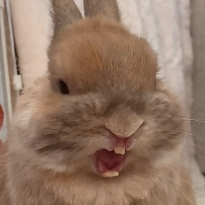 リコッタッタ🍒🧙🦁🐰💚❤️さんのプロフィール画像