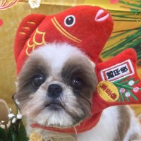 シーズー まる子 (@chibimaruko0913) 's Twitter Profile