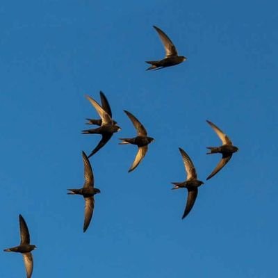 warrenswifts72's profile image