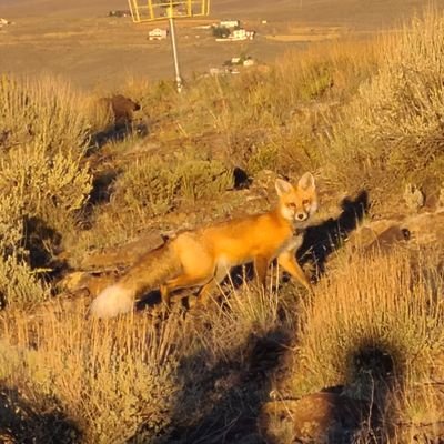 Excape29's profile picture. Almost a wildlife Biologist


With hard work and dedication the rewards are endless ~ Nick