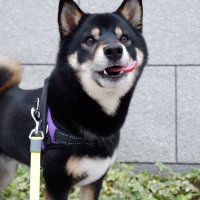 ☆ななことこたろう☆ (@tm_nanako_jh) Twitter profile photo