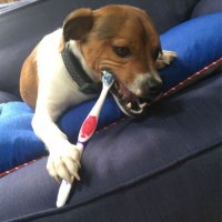 dabbingrr (@dabbingrr) 's Twitter Profile