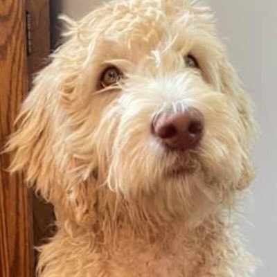 dog06470's profile picture. Just arrived from Periscope.                                            #Periscope     #Scope