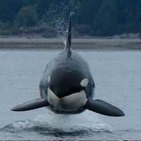 Orca Vuandoさんのプロフィール画像