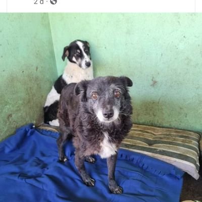 I rescue dogs from the kill shelters of Romania.With the help of others I move them to safe shelters and look for rescues in the UK to home them. Please help me