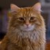 Dexter Cat (@dextercat4) Twitter profile photo Dexter Cat (@dextercat4) Twitter profile photo