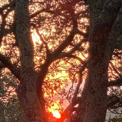 katanamashamune's profile picture. 