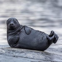 Ладожский тюлень(@seal_rv) 's Twitter Profile Photo