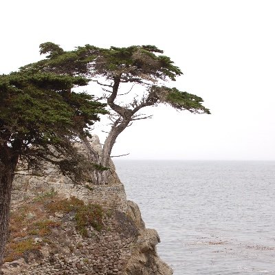 jenny_in_la's profile picture. Bay Area for now, LA native. Following Covid stuff and California wildfires/fire weather.