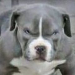 theschneck's profile picture. Bloke with missus & kids on 9to5 treadmill
@theschneck on Parler and Gab