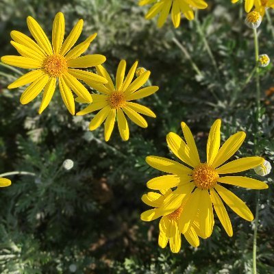 Aysun Güller
