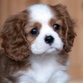 AlfredC94054505's profile picture. 