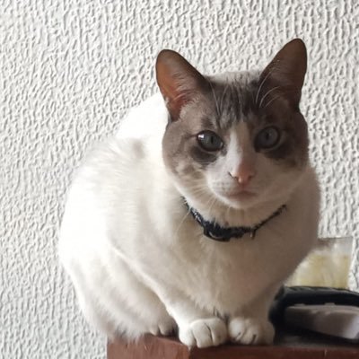 GILBERT41558933's profile picture. Apolítico amo los gatos 🐱