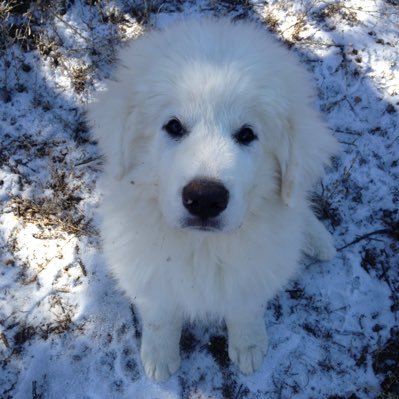 UT Longhorn and UNM Lobo!! Great Pyrenees owner and Jazzercise instructor.