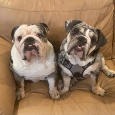 English Bulldogs. Born Feb 22, 2020 and Jun 2021. We love wrestling, playing tug, pool time and snackies. @nishandass is our mom. All posts are ours