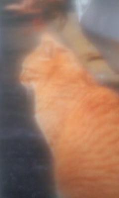 0627frog's profile picture. I'm a Vegan .No Nukes!　No Animal Testing!　No Racism!@no_abe_action ヴィーガン歴13年。ドラムンベース大好き。動物実験も原発もいらねー。差別排外主義反対。　色んな意味でのサバイバー。社会民主党、日本共産党、れいわ新選組支持。フェミニズムについて勉強中です