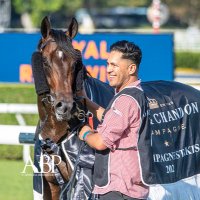 Ashleigh Thoroughbreds (@ashleigh_tbs) Twitter profile photo