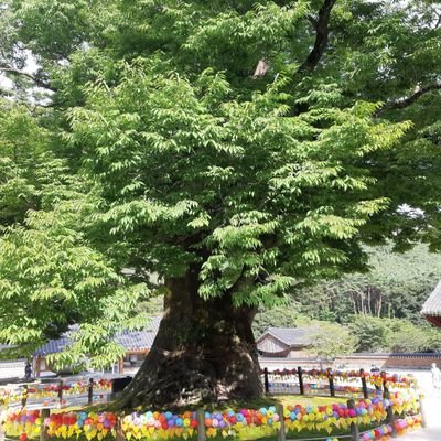 oqtN4IWMicVTedS's profile picture. 비상식적인 놈들은 다 차단