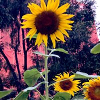 向日葵🌻 (@himawari8p) 's Twitter Profile