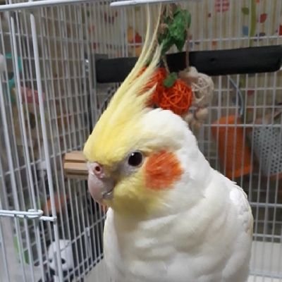 sariさんのプロフィール画像