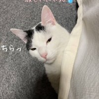 さねこ(@saneko77) 's Twitter Profile Photo