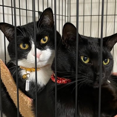 野良猫あがりの、はち(はちわれ)とくう(くろ)。まったく懐かなかった3ヶ月を過ごし、少しづつ仲良くなれた2にゃんの日々を。無言フォローしますが、よろしくお願いします。無言でのフォロー大歓迎です。※DMのお返事は出来ないのでご了承ください。