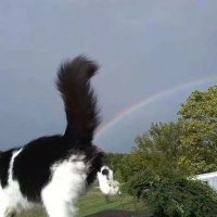 rainbowshootingcat (@azuoazuoaaa) 's Twitter Profile Photo