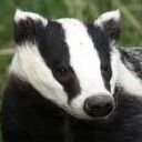 Badger Bunker(CHECK PINNED/stinkbadgr.bsky.social) (@bunker_badger) 's Twitter Profile